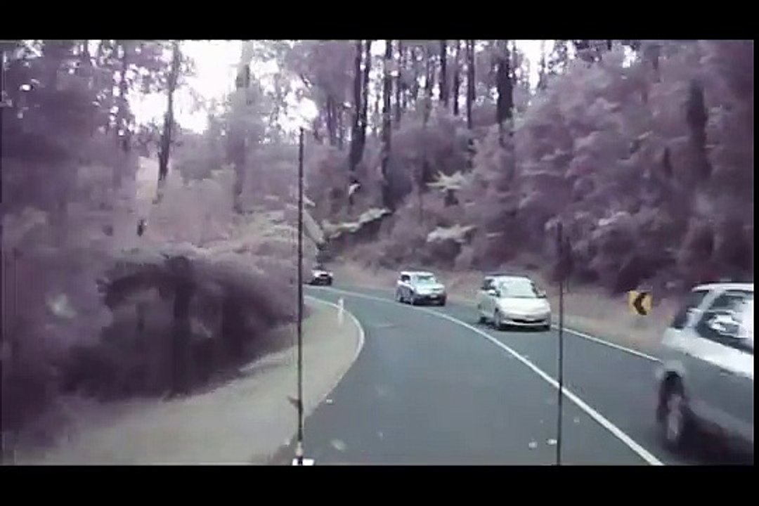 The Black Spur Wind storm Tree Fall, Victoria, Australia