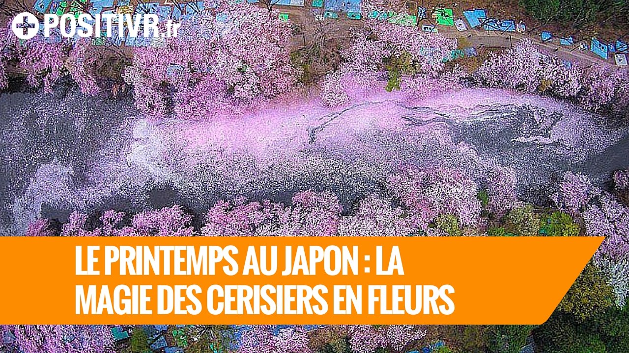 Le printemps au Japon : la magie des cerisiers en fleurs