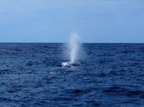 Azores: Whales & Volcanoes