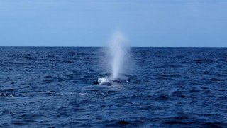 Azores: Whales & Volcanoes