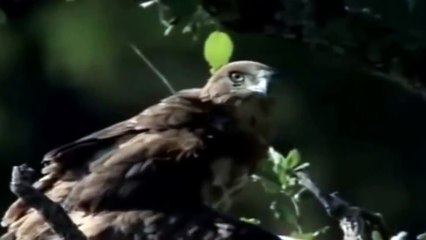 Eagle vs & attacks Cobra, Animal Fight Videos Compilation 2015