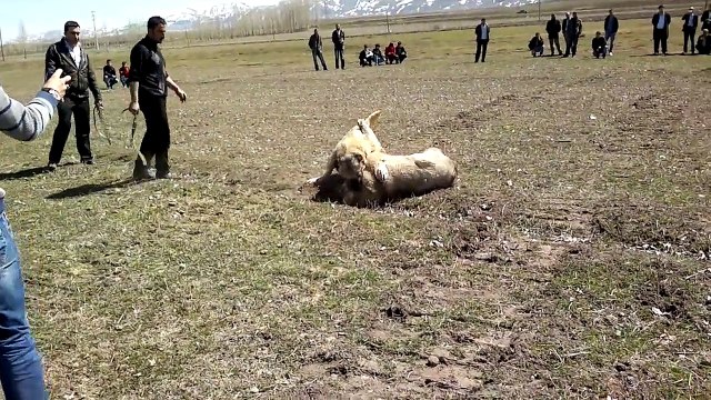 Cesurun eski sahibi bana ulaşsın 0538 412 78 74