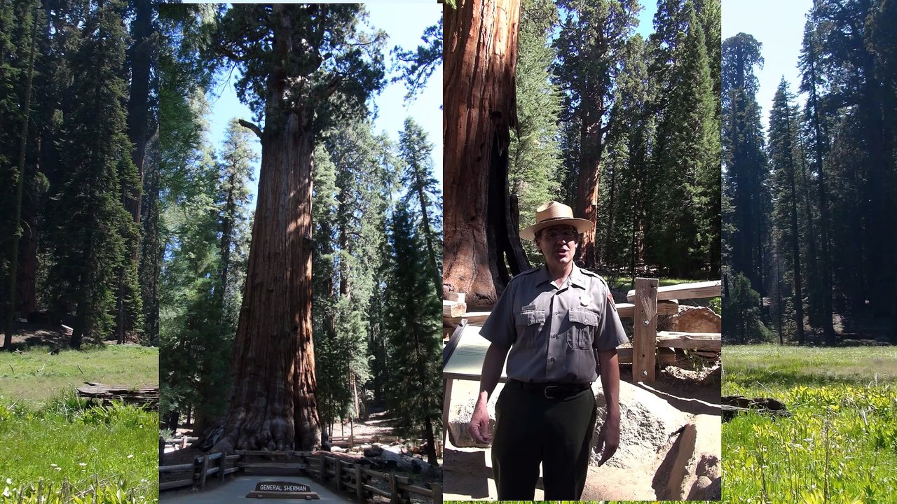 The General Sherman Tree-HD