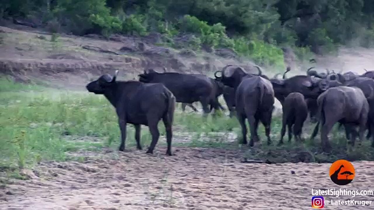 Lions vs Buffle