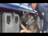 Catania - I cani poliziotto trovano esplosivo e droga (23.05.16)