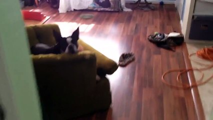 Un chien qui adopte de petits canards