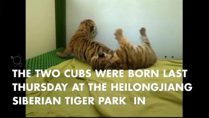 Cuteness Alert: These 4-day-old Siberian tiger cubs will melt your heart!