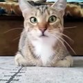 Lla réaction de ce chat a un film d'horreur