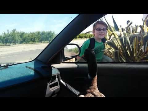 Duck Gets Excited When School Bus Shows Up