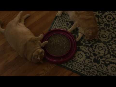 Two Lazy Fat Cats Play With a New Toy