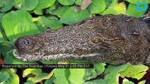 Man-Eating African Crocodiles Make Their Way To Florida