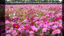 김태윤 - 꽃밭에서 Field Of Flowers (At flower garden)