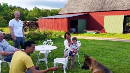 Cute Babies Laughing at Dogs Compilation 2016