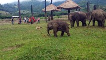 Cute Baby Elephant Gets Frustrated After Chasing A Dog