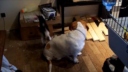 Cute baby pygmy goat plays with dogs.