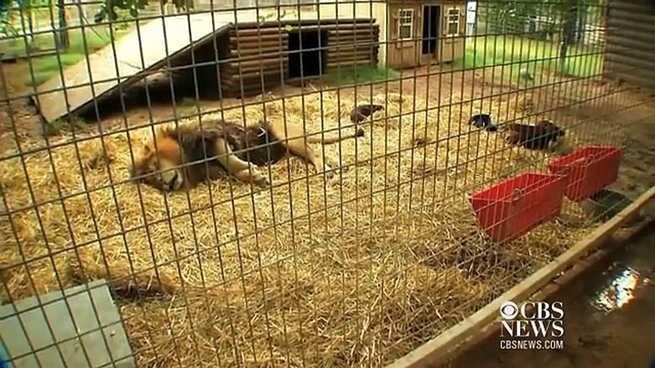 Cute animal friends   Lion and Dogs kiss , Dog s best friend a lion