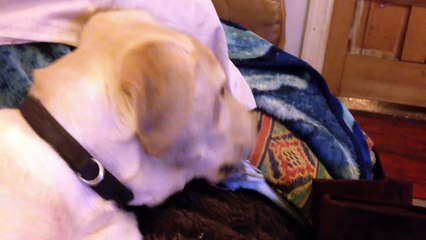 Cute Animals - Budgie and Dog playing