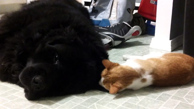 Cute animals Newfoundland dog cuddles with cat.mp4