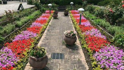 Flower Garden, Bluebonnet Mayo 2016