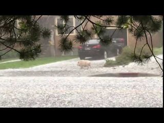 Pig Runs Amok During Hailstorm in Billings, Montana