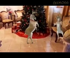 Tải video: IL BALLO DELLE RENNE DI BABBO NATALE-BUON NATALE