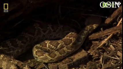 Celebration Songs For Kids HD  Diwali Rhyme  Festival of Lights  Most Popular  (13)