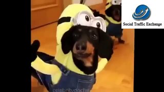 Find Me Funny Videos Funny Mexican Jokes In Spanish Funny Monkey Video Clips Funny Videos Funny