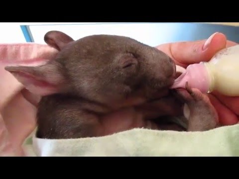 Wombat Joey Has Nifty Trick to Stay Warm While Feeding