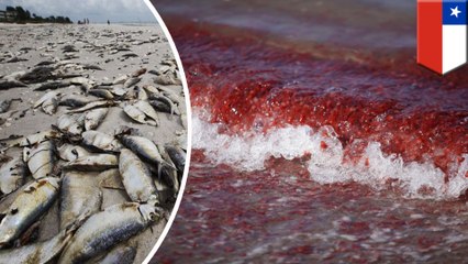 Red tide outbreak in Chile is worst ever recorded