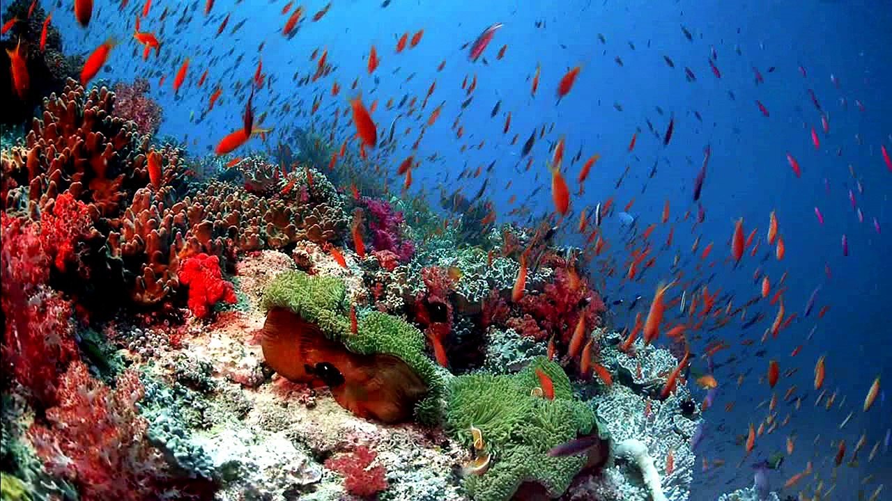 Dreamscene: Fish Dance (Download)