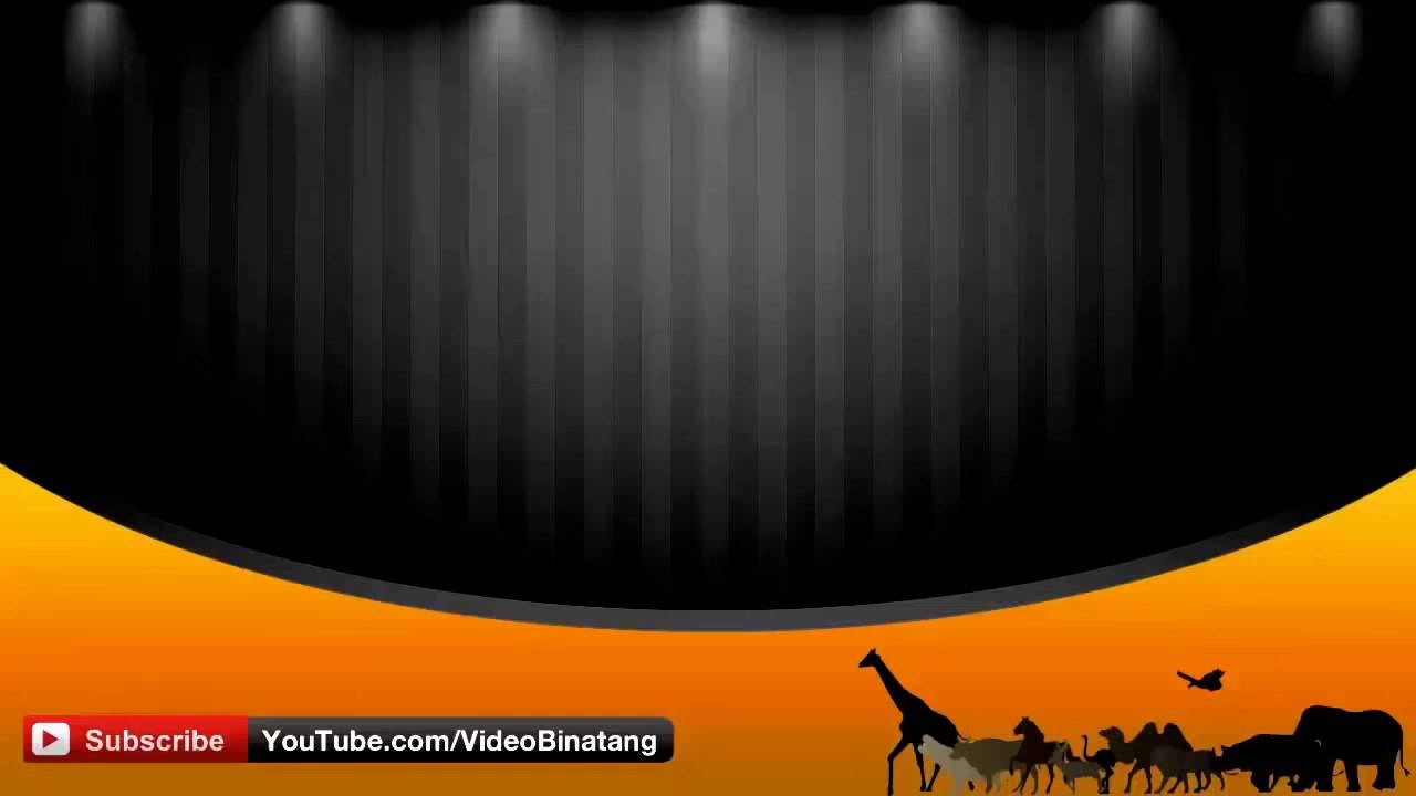 Most Amazing of Eagles - Eagles VS Attacks Dog- Bear-Fox and Human Rabbit- Deer- Goat-HD