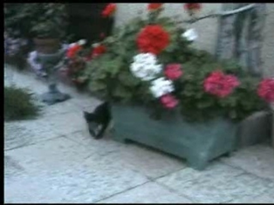 Cachou 3 mois