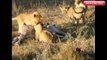 Biggest wild animal fights - CRAZIEST Animals Attack Caught - Most Amazing Animal Attacks – kent