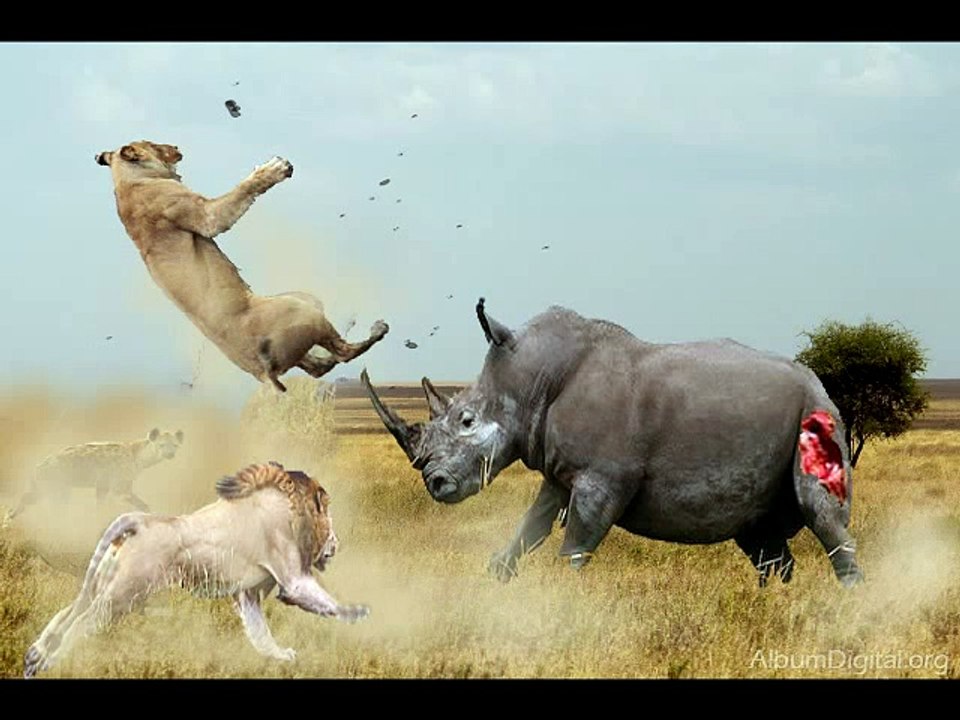 Big Battle Animals Real Fight