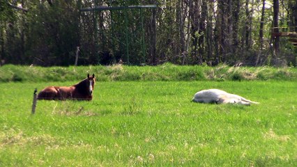saint augustin de desmaures les chevaux