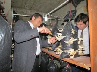 İstiridye Mantarı Ektiler Kısa Sürede Ürün Aldılar