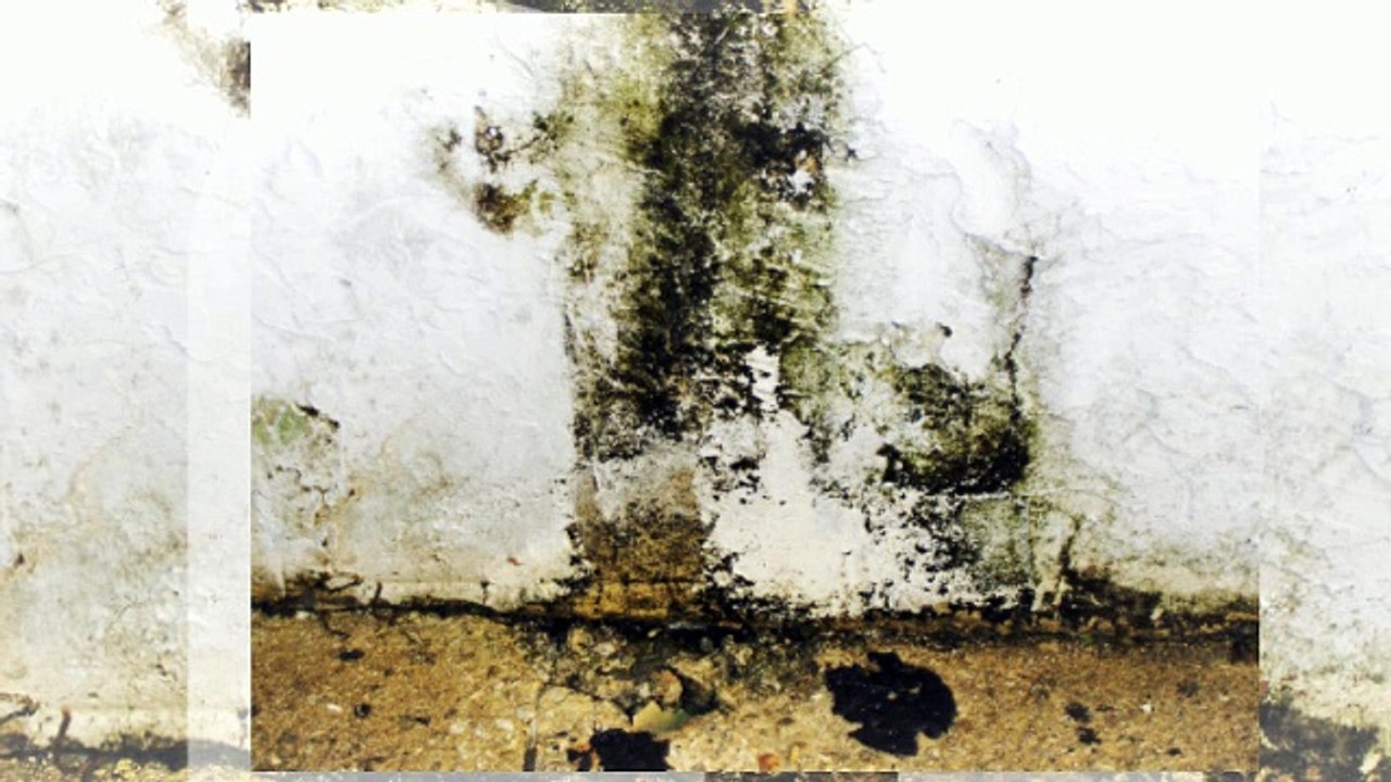 Mold Remediation NJ