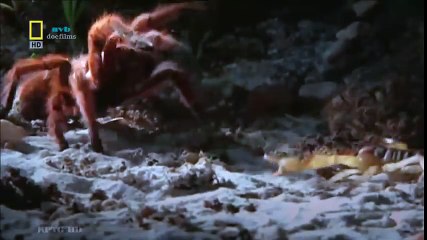 Classical Music for Studying and Concentration (41)