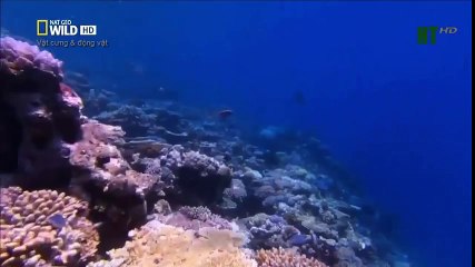 Top 10 Worst As Seen on TV Items Ever (2)