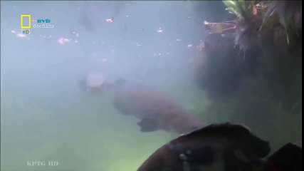 Classical Music for Studying and Concentration (46)