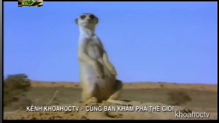 Top 10 Worst As Seen on TV Items Ever (10)