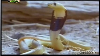 Top 10 Worst As Seen on TV Items Ever (18)