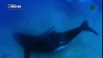 Top 10 Worst As Seen on TV Items Ever (43)