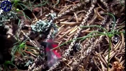 Logitech Webcam Comparison (45)