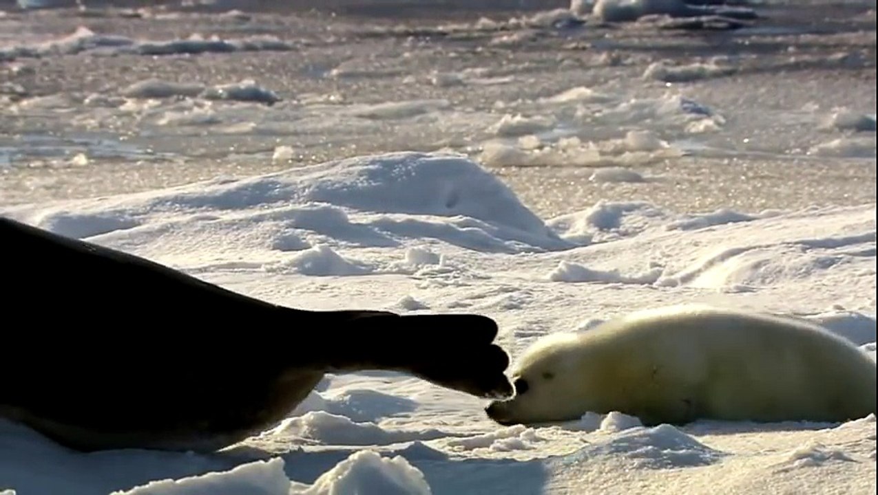 Learning Colors with Street Vehicles - Learn Colours Cars & Trucks, Hot Wheels, (8)