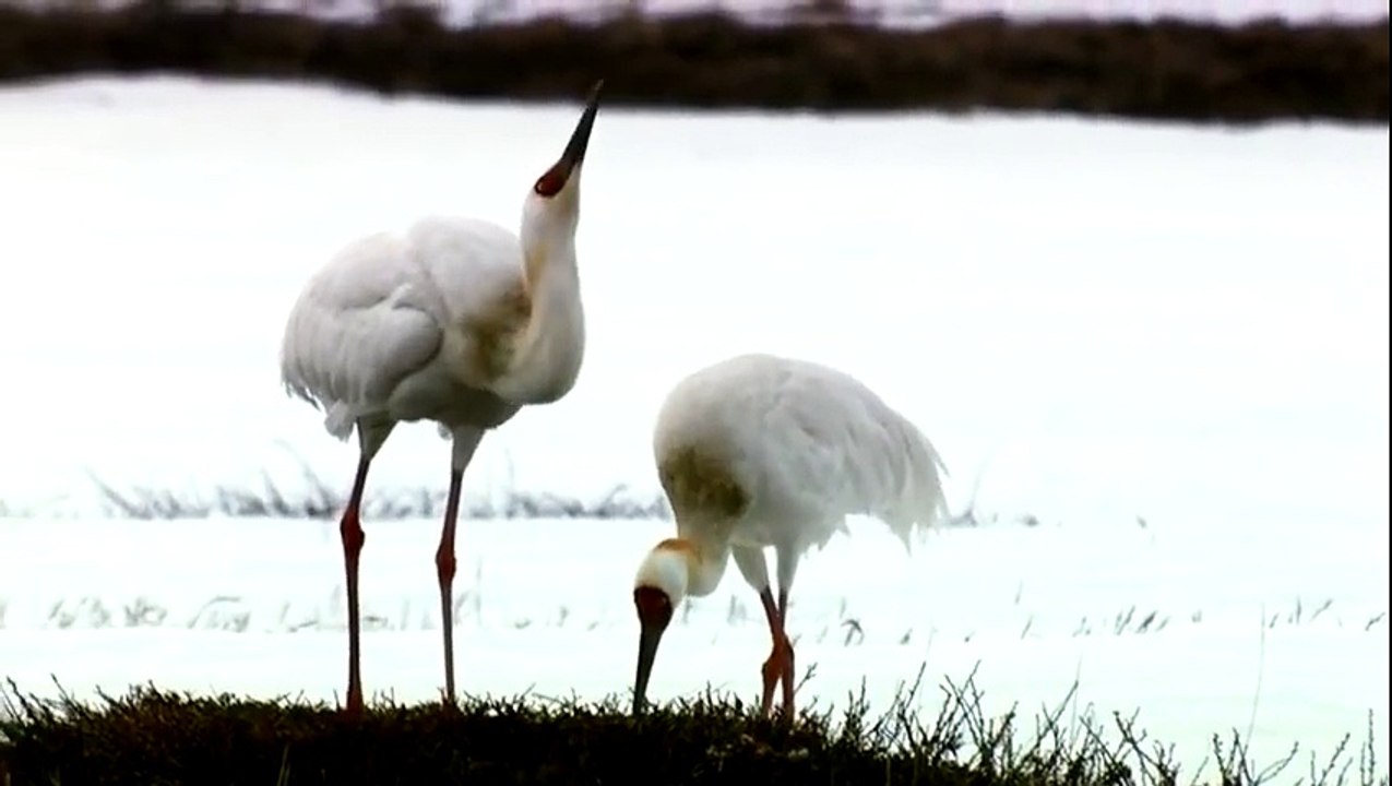 Learning Colors with Street Vehicles - Learn Colours Cars & Trucks, Hot Wheels, (13)