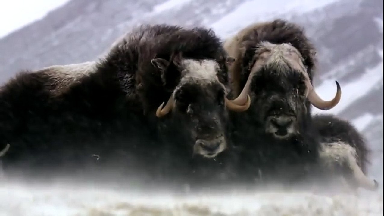 Learning Colors with Street Vehicles - Learn Colours Cars & Trucks, Hot Wheels, (18)