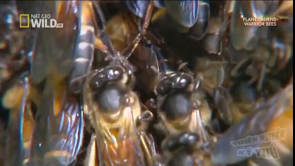 New Best Club Dance Music Mashups Remixes Mix 2016 News (43)