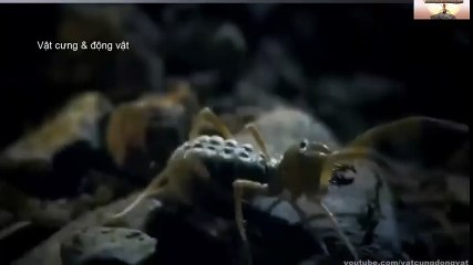 Logitech Webcam Comparison (70)