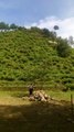 Jamus tea gardens visited by many tourists
